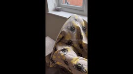 Hide and seek with pet cat under blanket