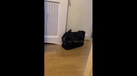 Pet cat runs into room... then straight back out again