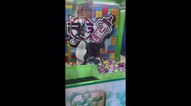 Cat climbs into claw grabber machine but gets hit by mechanical arm