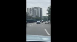 Bizarre Border Collie spotted ”Herd” Vehicles in Car from Windows in China