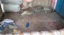 Officials rescued crocodile after it strayed into house in northern India