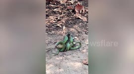 Tree snake grapples with monitor lizard too big for its jaws