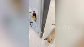 Cute Golden Retriever puppy wants to stay in fridge to cool off
