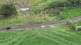 Blind dog missing for three days reunited with owner after she was found with a drone