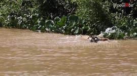 Jaguar brutally attacks a Caiman in the shallow waters *Killer Predators*