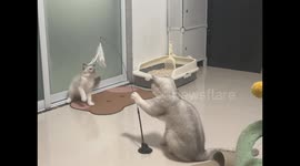 British shorthair entertains ragdoll kitten with teaser toy