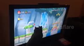 Funny Cute Cat try to catch video game character on the television screen while it owner is playing