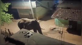 Elephant causes nighttime chaos in India's Sebakapur village