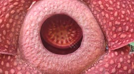 The Rafflesia arnoldii flower bloom in Palupuah Forest, Agam District, West Sumatra, Indonesia, on October 27, 2023.
