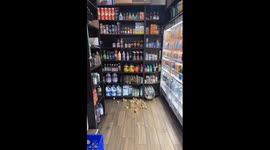 Deli cat Mimi takes charge: shelf-clearing cuteness at Manhattan bodega