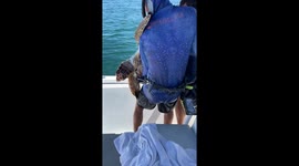 Turtle Rescued From Strangling Fishing Line