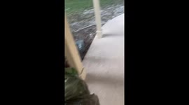 Upside-Down Turtle Love Story