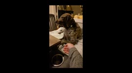 Fine, You Can Have My Paw