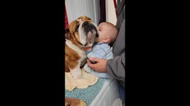 Small Dog Lover Says Goodbye To Bulldog