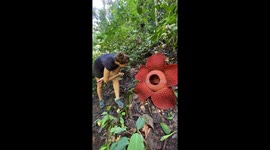 Indonesia's rainforests attract world travellers with rare huge corpse flowers