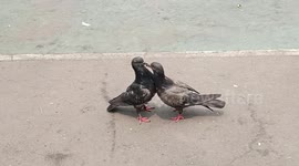 There are 2 pigeons fighting for something in the school yard.. They don't care about the people watching them. Are they fighting or kissing?