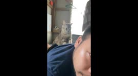 Kitten Mittens Give Massage
