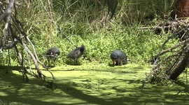 An elegant Dusky Moorhen preening with and feeding its three fluffy chicks.