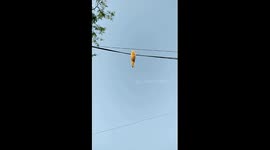 Cat hangs from cable in East Kalimantan, Indonesia, but escapes unscathed