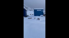 Cute puppies enjoy snow for the first time in life *Wholesome Video*