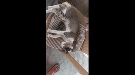 Wven my cat need phone while sleeping