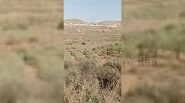 Israeli Settlers Attack Palestinian Olive Pickers in Salfit
