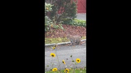 Baby Bobcat in Bedford