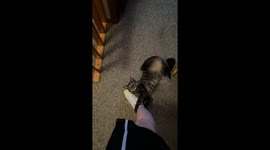 Silly Cat Bends And Scratches