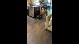 Dog Pretends To Dine
