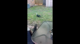 Tortoise Chases Intruding Duck Around Yard