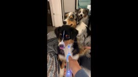 Australian Shepherd Grins At Electric Toothbrush