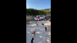 Casually Commanding An Army Of Cats