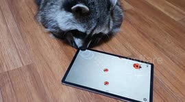 Raccoon Plays a Game on an iPad