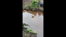 Farmers Rescues a Calf That Had Fallen Into a Ditch