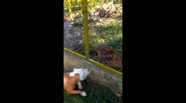 Dog Plays With Puma Through Fence