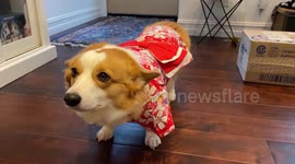 Corgi Makes The Saddest Face at Halloween Costume