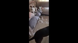 Returning Home to Find a Dog-Created Disaster