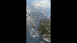 Watch this therapeutic video of ducks quacking in the pond at the park