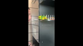 Baffling babble: parrot's perplexing encounter