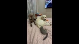 Playful Weimaraner and Labrador have a tail-wagging encounter with mink Mishka