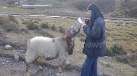Mountain sheep headbutts woman in Gansu, China