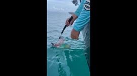 Drowning rat rescued from sea in Thailand