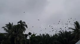 The Phenomenon of Thousands of Bats Flying Near Residents' Houses