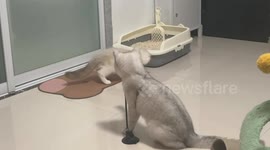 Pet cats play game together in Shanghai, China