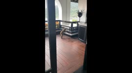 Wild monkeys raid luxury hotel room in Vietnam
