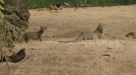 Adorable footage of leopard cubs tussling just metres in front of filmer in Kruger National Park
