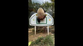 Slam chunk! Large panda attempts to climb through basketball hoop at Chinese zoo