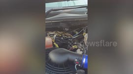 Supersize python caught in Ford car engine