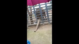 Baby elephant stretches trunk through metal gate to reach potato chip