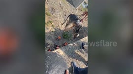 Several bovines rescued from river in central India